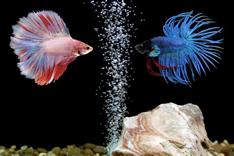 betta fish tank mates in 10 gallon|More.